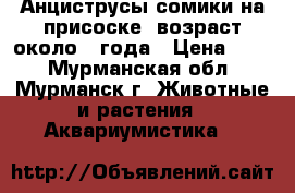 Анциструсы сомики на присоске, возраст около 1 года › Цена ­ 50 - Мурманская обл., Мурманск г. Животные и растения » Аквариумистика   